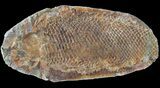 Triassic Fossil Fish In Nodule - Madagascar #53753-2